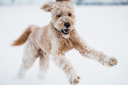 Die Top 10 Tipps, damit dein Hund im Winter nicht ausrutscht – sicher durch die kalte Jahreszeit