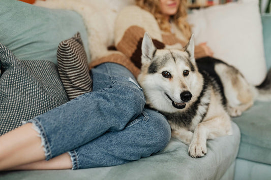 Warum Hunde unsere besten Freunde sind – Entdecke die wahre Freundschaft