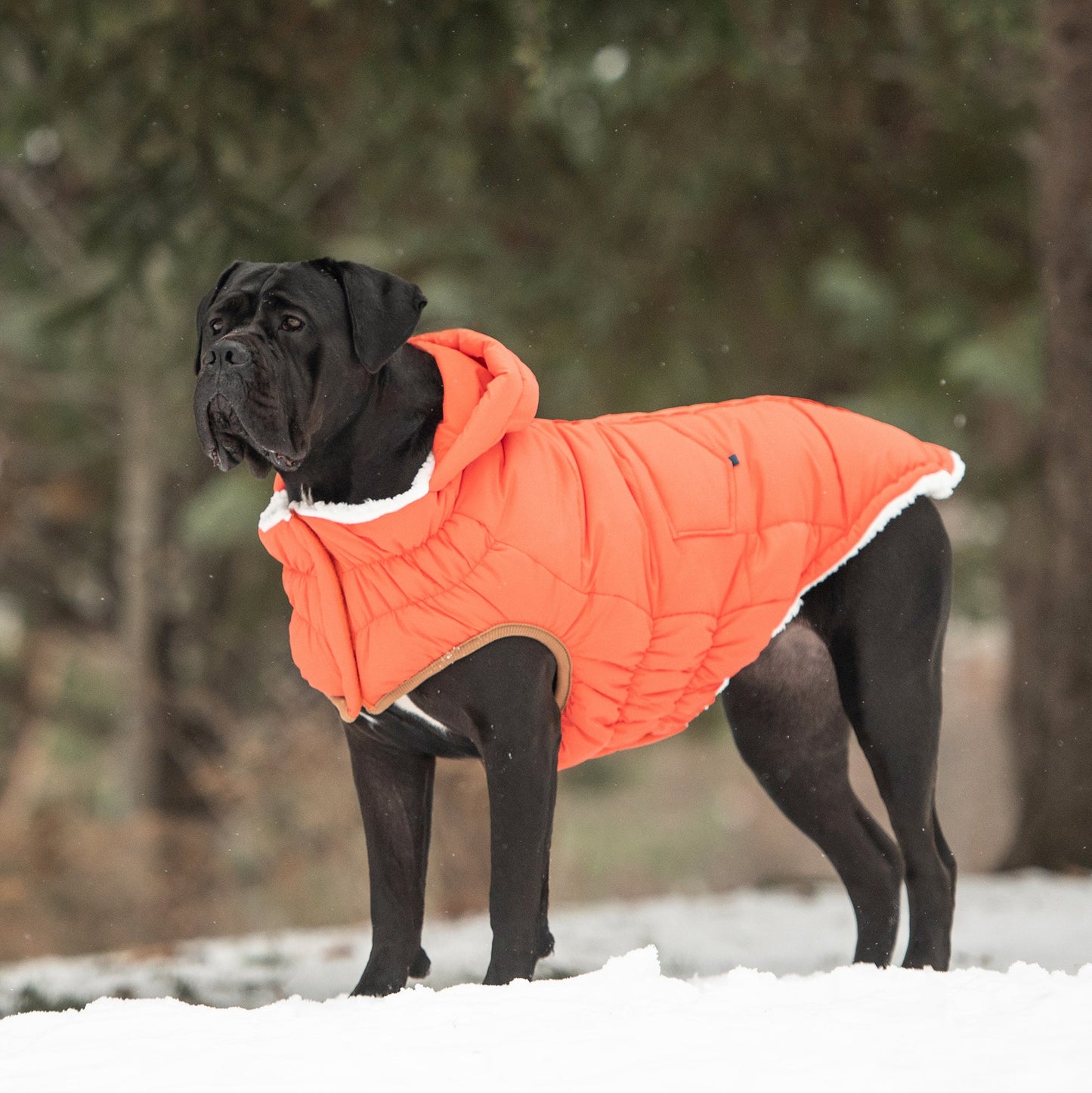 SUPER PUFF PARKA - ORANGE