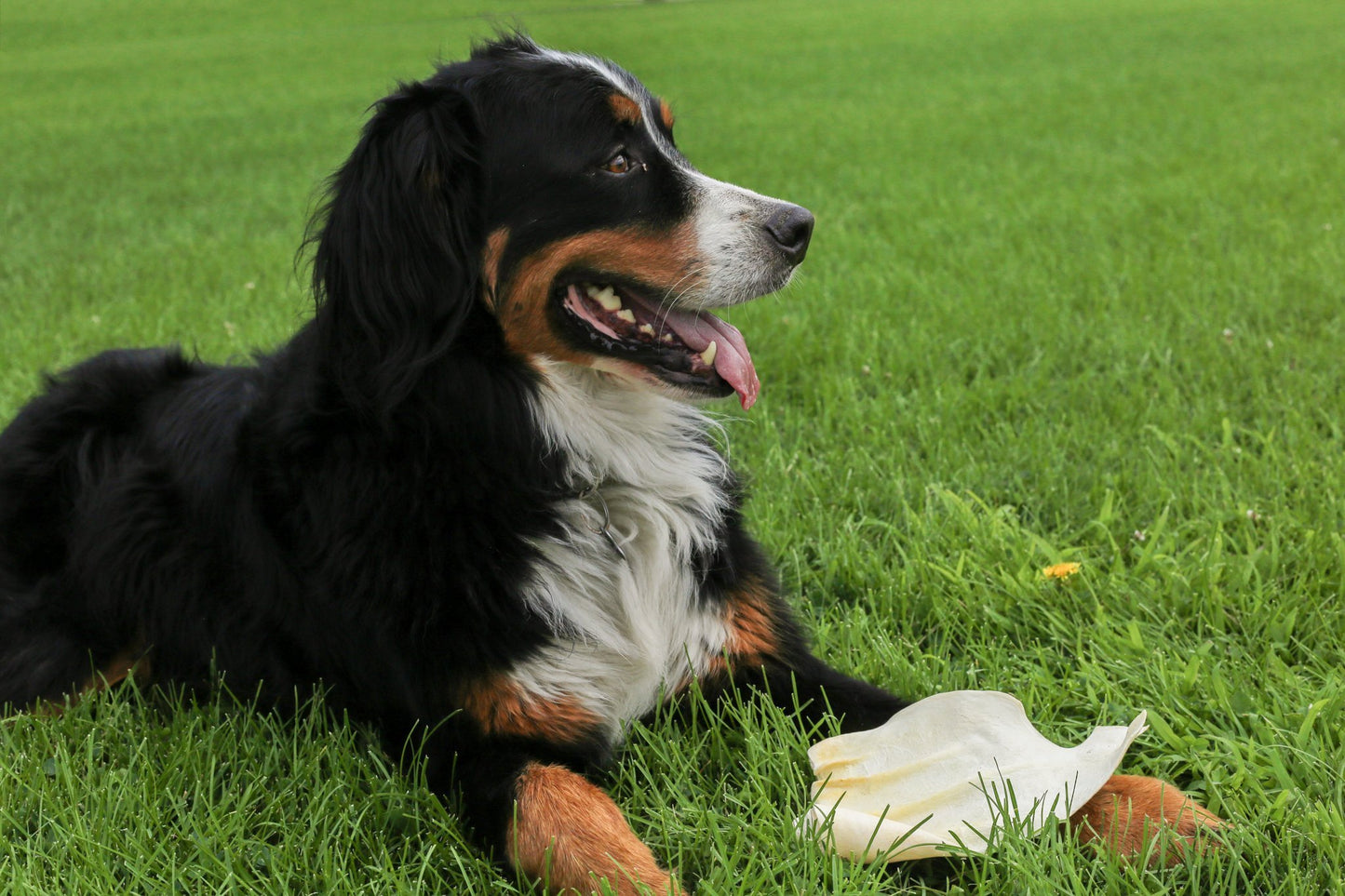 COW EARS FOR DOGS