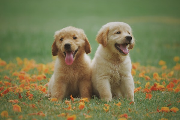Die besten Aktivitäten zum Internationalen Tag des Hundes