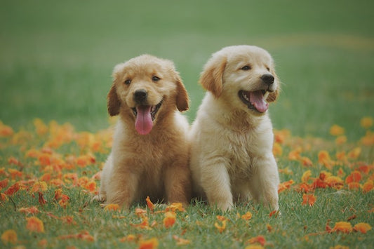 Die besten Aktivitäten zum Internationalen Tag des Hundes