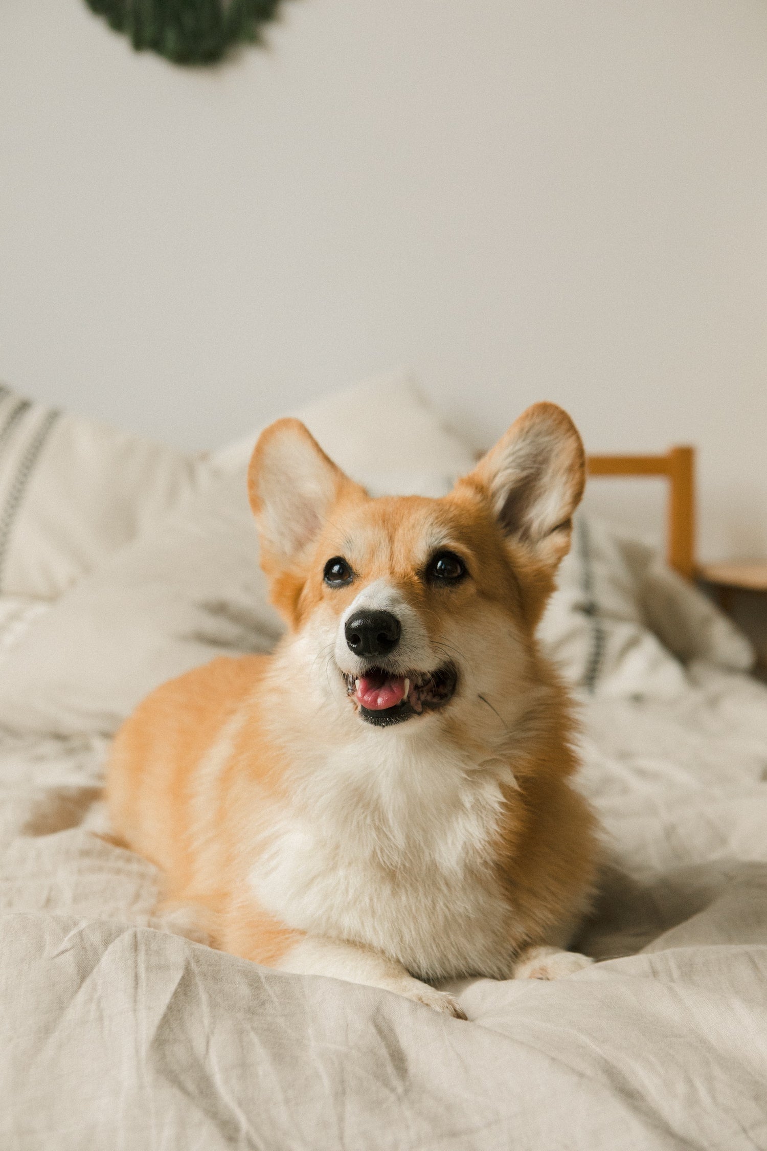Hundebetten