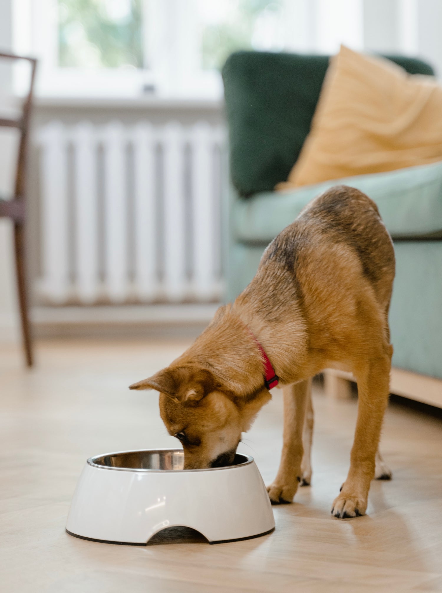 Hundefutter