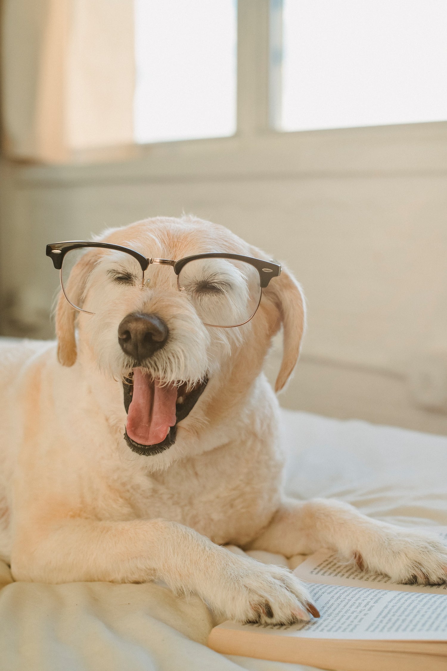 Hundegesundheit