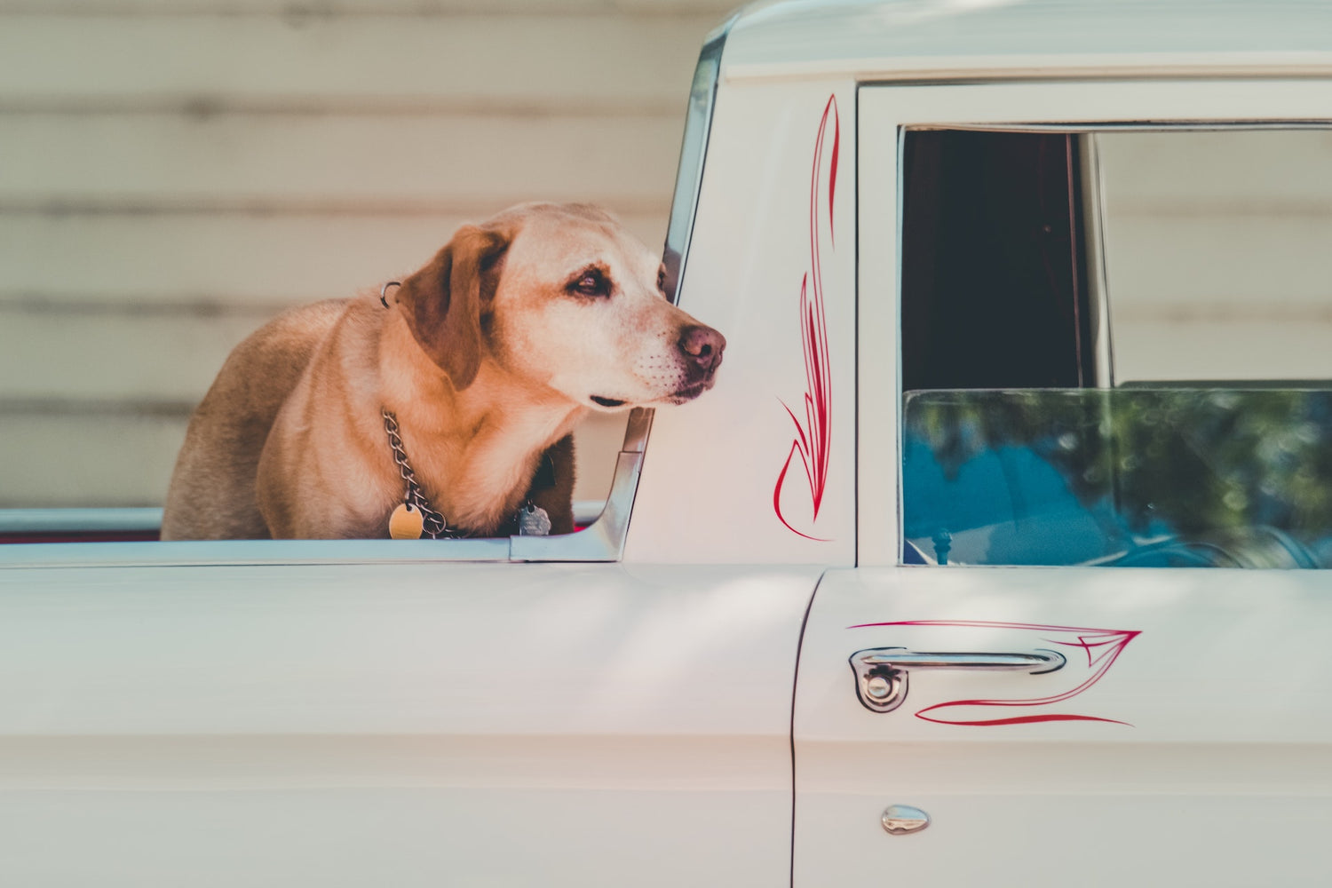 Reiseartikel für Hunde